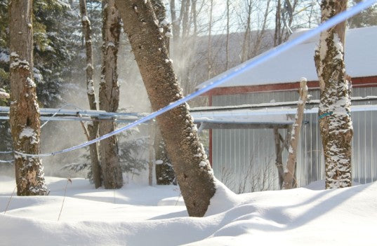 How To Collect Maple Sap Heres All You Need To Know Maple Syrup From Canada 7665