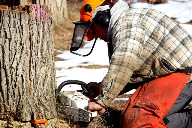 Enhancing Maple Forest Health through Strategic Forestry Practices Promoting Growth and Biodiversity