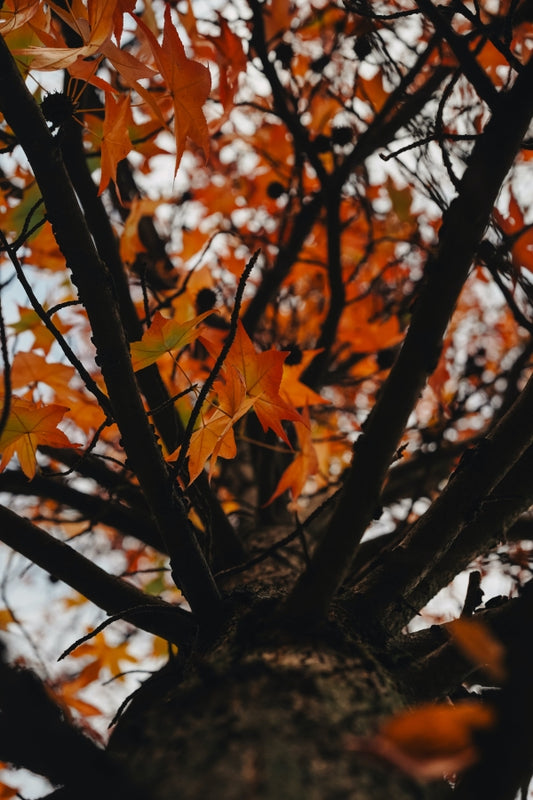 Optimal Tree Tapping: Diameter Guidelines for Maple Trees under Ecocert Organic Certification