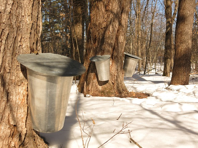 How Maple Syrup is Made: Discover 10 Secret Steps – maple syrup from Canada