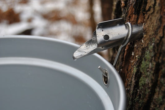 How to tap maple trees 